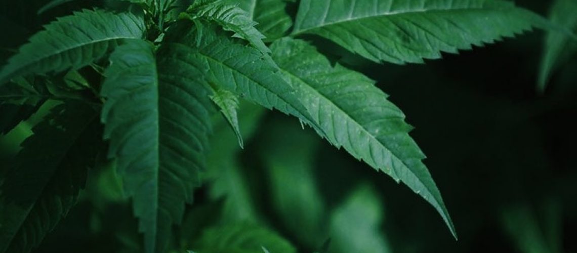 What is CBD